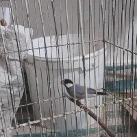 فنج بلبلی|پرنده|خرمشهر, |دیوار