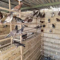 ۲۵جفت جوجه نامبروان ضمانتی