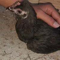 جوجه و نوچه مرندی و لهستانی|حیوانات مزرعه|قم, شهدا|دیوار