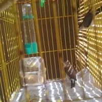 پرنده کوتوله|پرنده|کرمان, |دیوار
