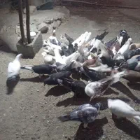 اکفتر|پرنده|منوجان, |دیوار