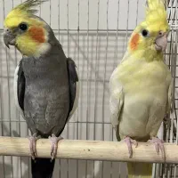 عروس هلندی مولد تخم گذار|پرنده|تهران, چیتگر جنوبی|دیوار