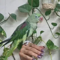 جوجه شاه طوطی نر|پرنده|ساری, |دیوار