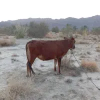 گاوب ماده. فروش قیمت 70