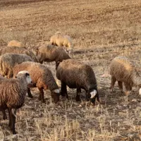 فروش ۲۴عدد میش یک راس قوچ افشاری|حراج|لردگان, |دیوار