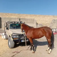 اسب kw|اسب و تجهیزات اسبسواری|تهران, امیریه|دیوار
