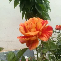 باغ فروشی درقمصر