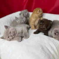 بچه گربه خانگی