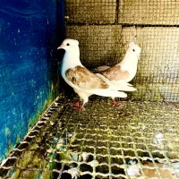 فروش دمی دوکت طوقی|پرنده|لامرد, |دیوار