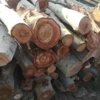 خریدار تخصصی چوب درخت انجیر