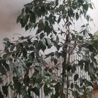 بنجامین سالم وشاداب