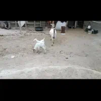 بز دوقلو دورگ صومال