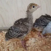 جوجه بوقلمون برنز سینه پهن امریکایی