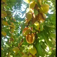 طرح-کشاورزی-بادام-کاران-چم-حیدر