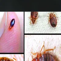 سمپاشی سوسک،ساس کنه پشه سم پاشی موش،موریانه