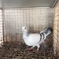 کبوتر خوبا|پرنده|شیراز, لاله|دیوار