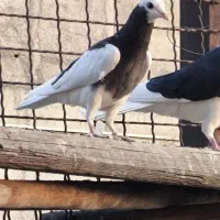 جوجه تیکه پاره|پرنده|تهران, تهرانپارس شرقی|دیوار