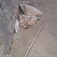 حیوانات