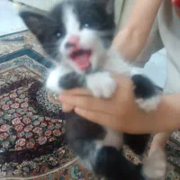 گربه