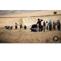 کشاورزی و مزرعه