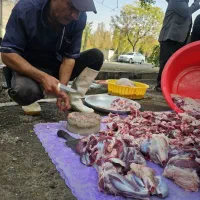 گوسفند زنده تمام نقاط تهران سرویس رایگان|حیوانات مزرعه|تهران, صادقیه|دیوار