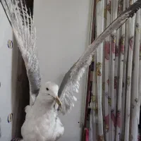 پرنده تزیینی