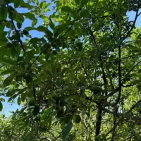 فروش باغ|فروش دفتر صنعتی، کشاورزی، تجاری|نهاوند, |دیوار