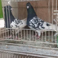 کبوتر کله ایی