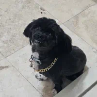 واگذاری سگ شیتزو