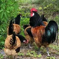 تخم مرغ نطفه دارازنژادهای زینتی وکمیاب|حیوانات مزرعه|تهران, خاوران|دیوار