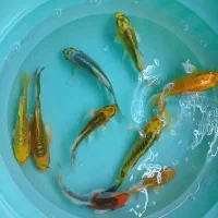 کوی سوپر باله و باله بلند