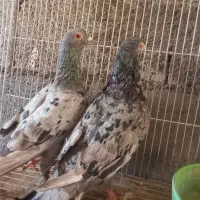 کبوترجفتگاه