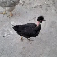 جوجه|حیوانات مزرعه|رستم, |دیوار