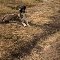 معاویضه ماده گنگال