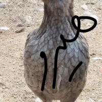 تخم مرغ نطفه دار گلین هیرو|حیوانات مزرعه|کهریزک, |دیوار