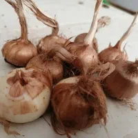 پیاز زعفران