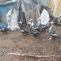 اردک اسراییلی