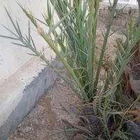 پاجوش گنتار آماده کاشت