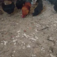 مرغ و خروس محلی|حیوانات مزرعه|شیراز, کوشک میدان|دیوار