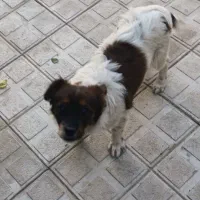 سگ پاکوتاه سیاه سفید نر|سگ|شیروان (خراسان), |دیوار