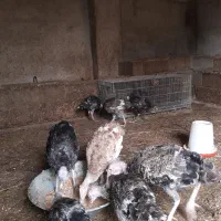 بوقلمون محلی صومعه سرااصیل نیمچه نرماده ضیابر جوجه|حیوانات مزرعه|رشت, سعدی (تختی)|دیوار