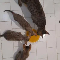 واگذاری گربه دی اس اچ با سه تا توله