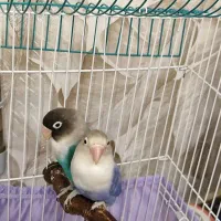 طوطی برزیلی مولد