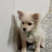 سگ پامر روباهی|سگ|اصفهان, شهید رجایی|دیوار