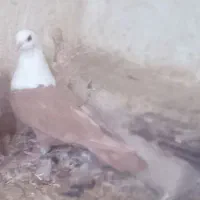 کله سفیدنر