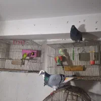 کبوتر پرشی ساعتی و زینتی بغدادی مسافتی|پرنده|بابل, |دیوار