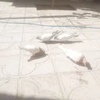 کبوتر سینه آبی و کله زرد|پرنده|شیراز, ترمینال باربری|دیوار