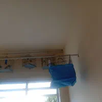 جوجه سهره|پرنده|ملایر, |دیوار