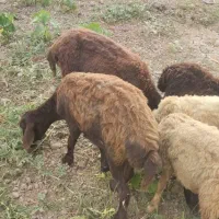 گوسفند ها گم شدن هرکس خبری دار یا چیزی لطفاًبگ|حیوانات|آزادشهر, |دیوار