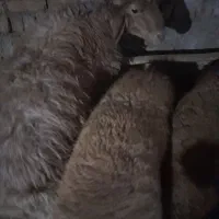 بره قوچ بومی باب داشت